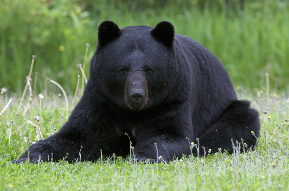 Wild, male American black bear (Ursus americanus) laying down or resting in summer grasses. Near Lake Superior, Ontario, Canada