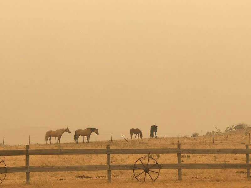 Horses graze amid haze in Jindabyne, a township affected by the Dunns Road bushfire, in New South Wales, Australia