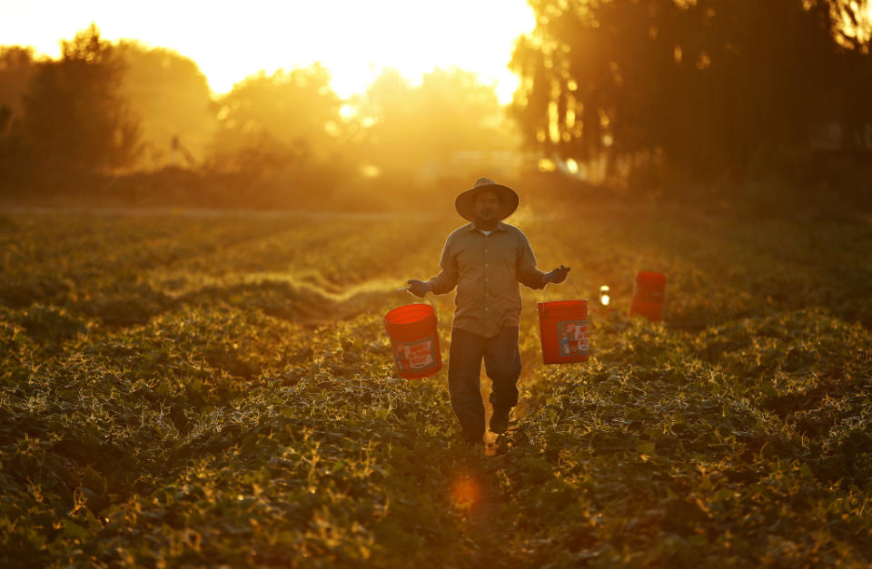 Cucumbers are serious business.