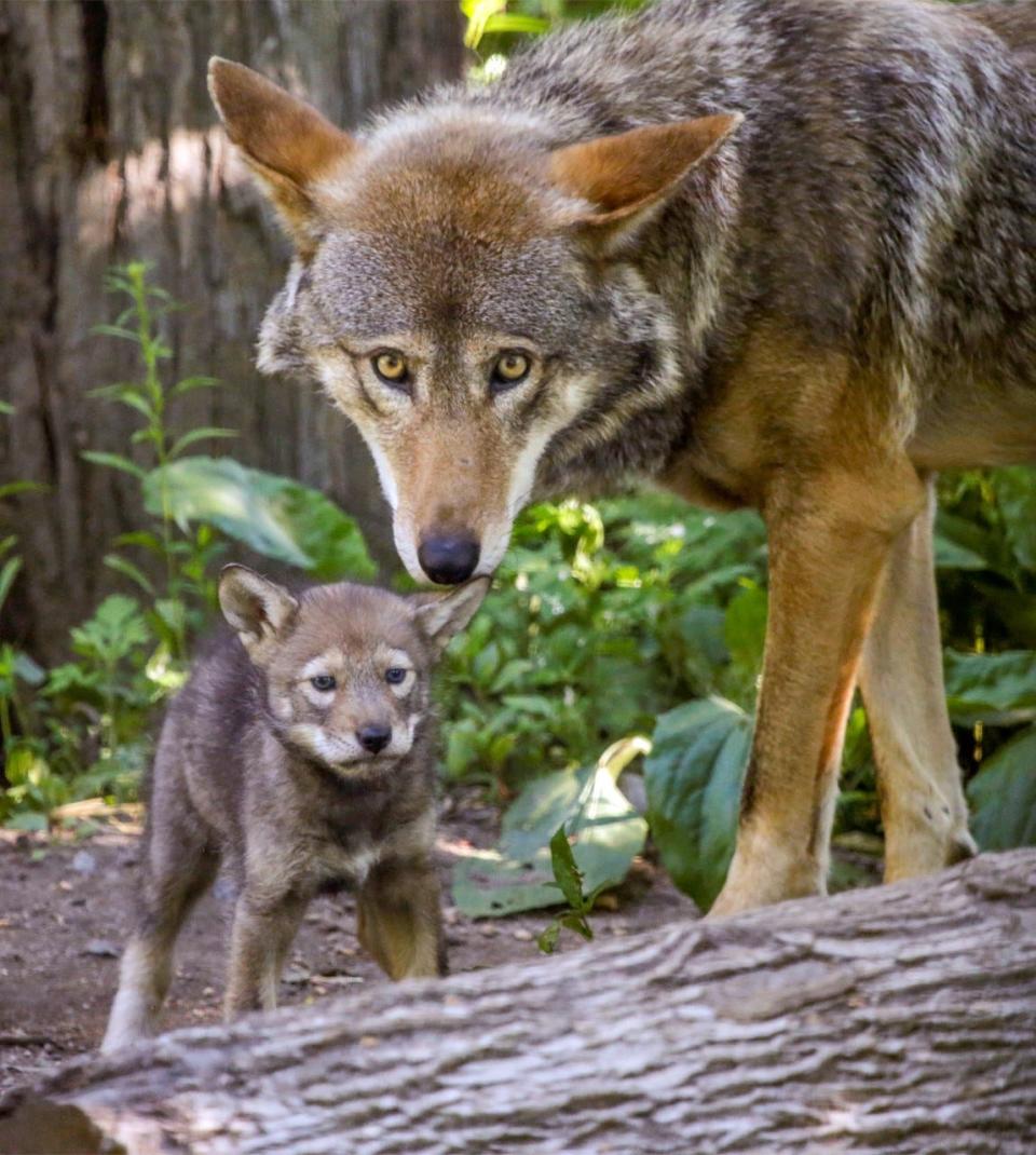 The red wolf pup born in May at Roger Williams Park Zoo has emerged from the den and sometimes explores the pen, as seen here with its father, Diego.