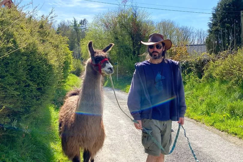 Mtt walking a llama