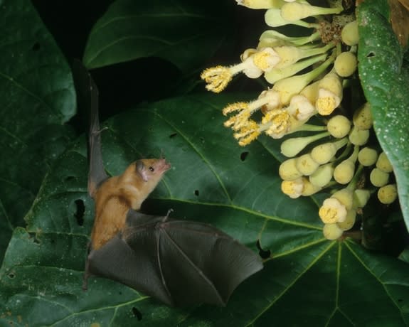 The tongue of the nectar-feeding bat <em>Lonchophylla robusta</em> uses a pumping motion similar to how bowels move, to slurp up nectar.