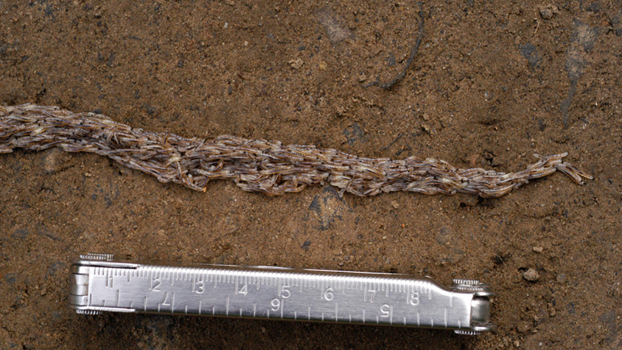  Snake worm gnat larvae in a long line on top of dirt. 