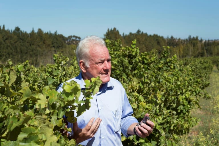 Looking out at his 50-hectare (124-acre) estate in a valley nestled below the Helderberg mountains, winemaker Ken Forrester beams with pride in his achievements over 20 years in the business