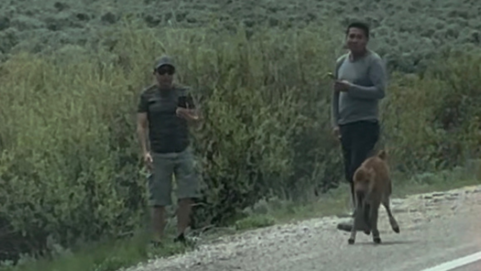 The National Park Service says two people harassed a bison calf at Grand Teton National Park.  / Credit: National Park Service