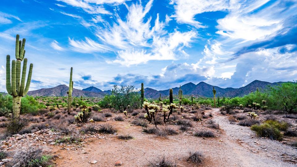 Desert in Scottsdale, Arizona