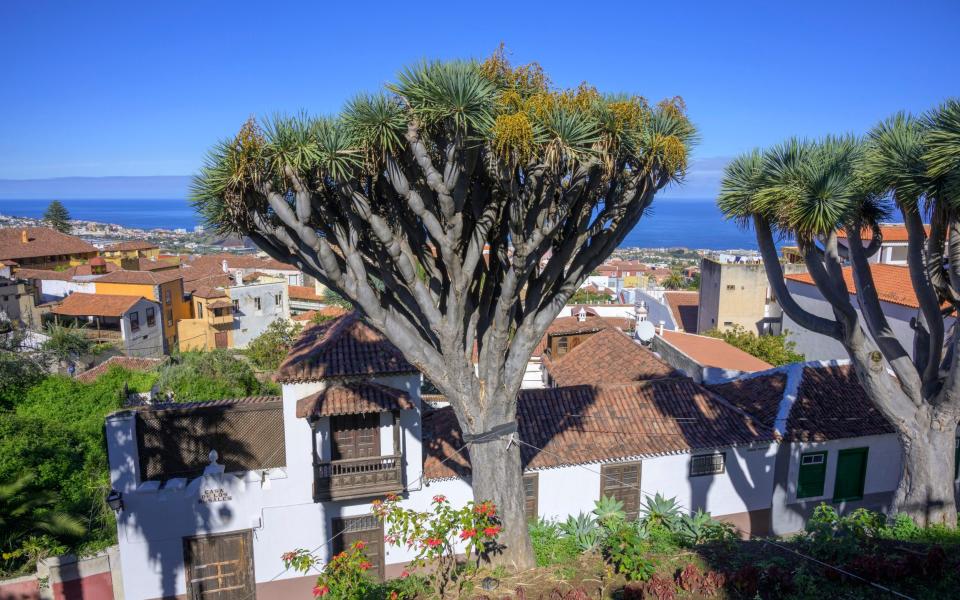 Dragon tree, tenerife - Christian Handl