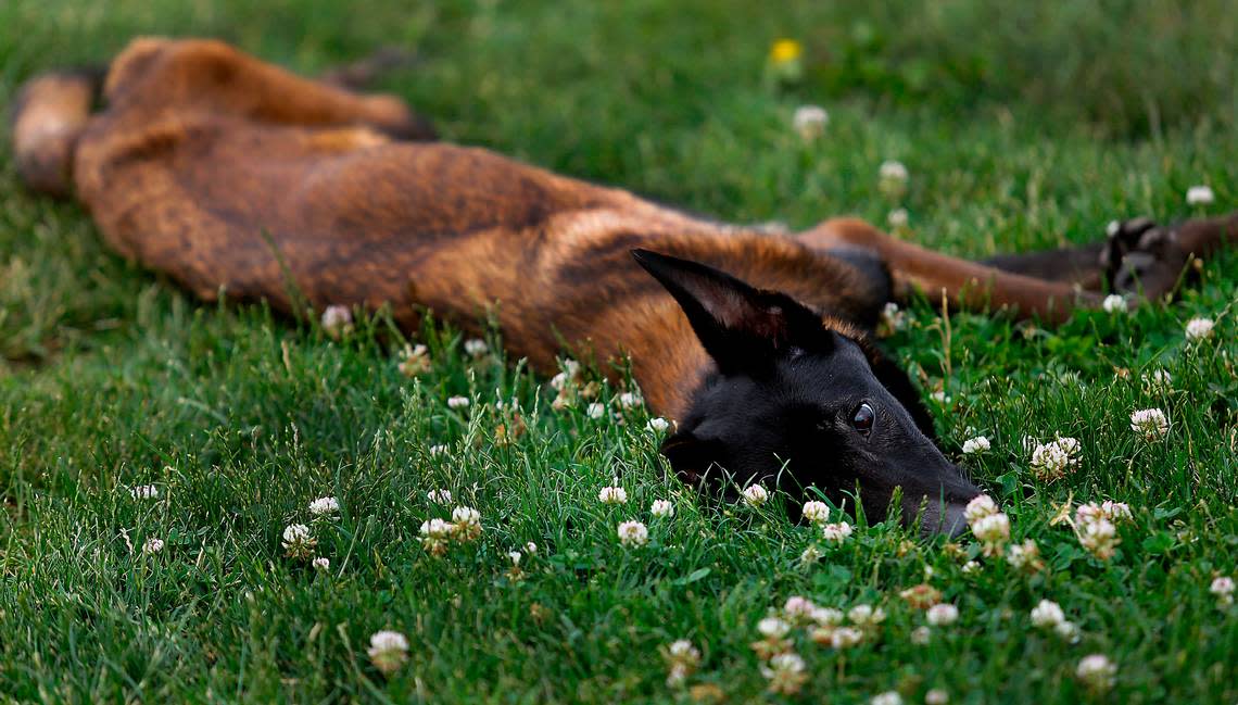 Bright and attentive eyes peer from the grass as Ahsoka, an emacitated Belgian Malinois discovered wandering near Pasco High School, plays in the puppy area at Mattox Dog Training Academy near Eltopia in rural Franklin County. Bob Brawdy/bbrawdy@tricityherald.com