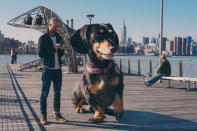 <p>Vivian the Dachshund is made to appear gigantic in a photoshopped image by her owner Mitch Boyer. (Mitch Boyer/Caters News)<br></p>