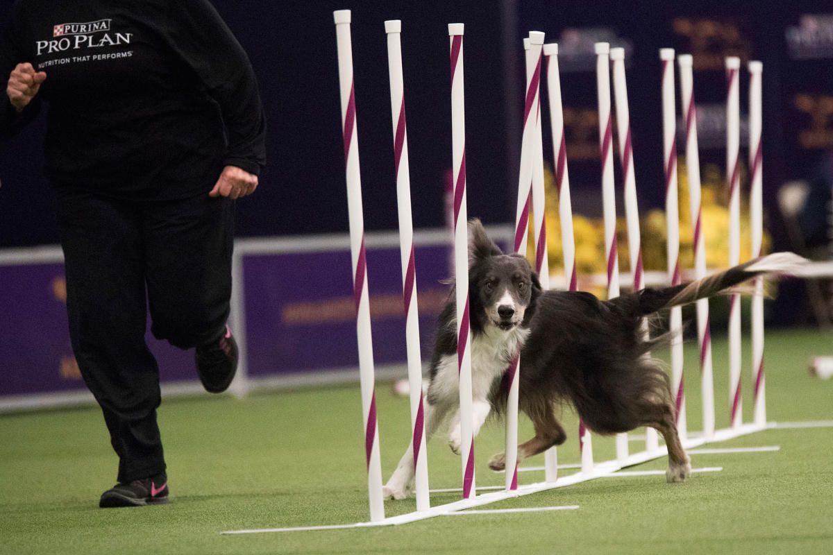 Watch the Winning Westminster Agility Dogs Weave Their Way to Glory