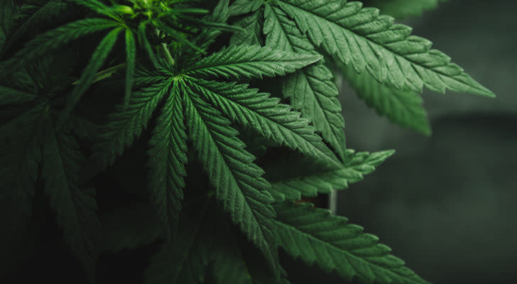 Image of marijuana leaves growing on a plant.