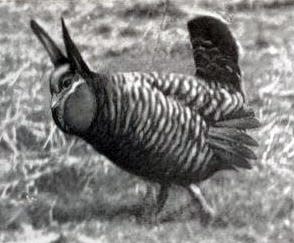 This c. 1900 photo shows a male heath hen, now extinct.