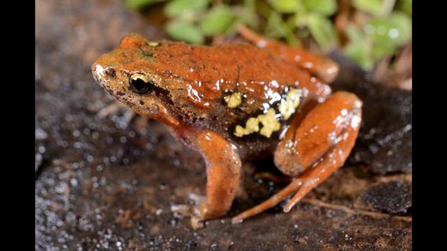 Researchers couldn't be hoppier about 'mini frog' species