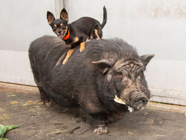 Timon and Pumbaa having a nice time. (Photo: Arizona Humane Society)