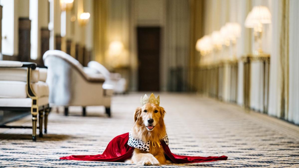 4 luxury brands to twin with your pampered pooch: from Louis