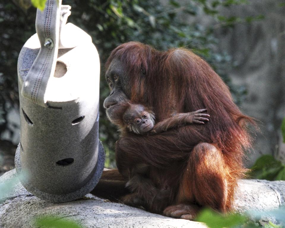 This undated photo provided by the Denver Zoo, shows Sumatran orangutan Eirina and her baby Siska. The zoo did a DNA test to determine which of two male orangutans was Siska's father and recruited talk show host Maury Povich to record a video announcing that 30-year-old Berani was the father. (Denver Zoo via AP)