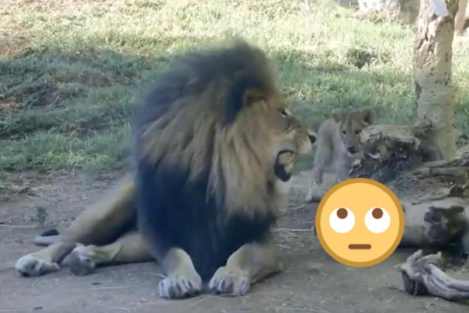 <p>公獅被小獅騷擾後回頭怒吼，小獅下一秒竟然綜藝摔！（圖／twitter @AnimalsWorId）</p>
