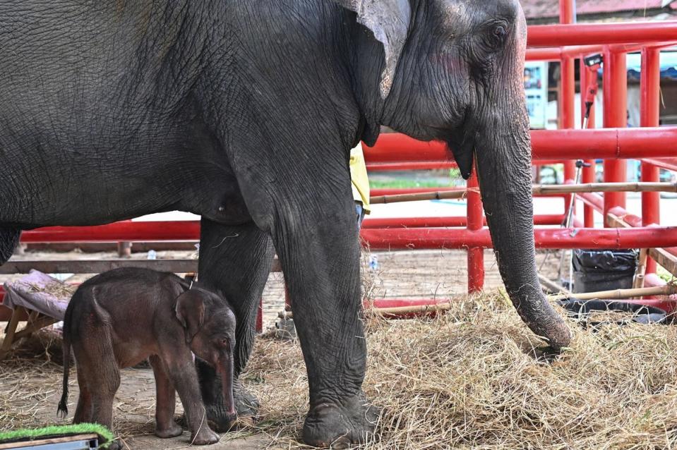 The female calf has needed to use a step to feed with the mother (AFP via Getty Images)