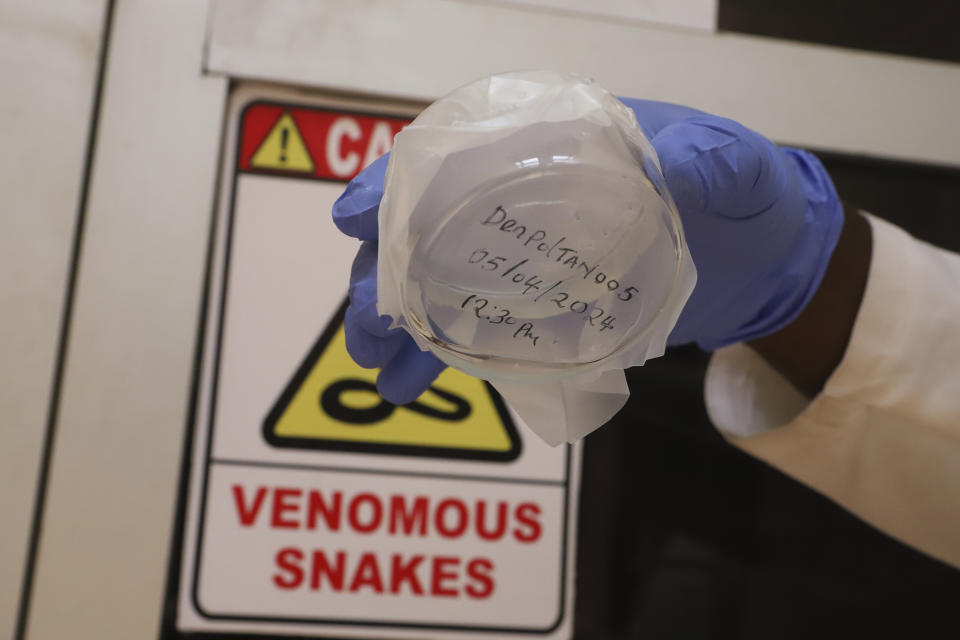 A snake antivenom is seen in a container at Kenya Snakebite Research and Intervention Centre (KSRIC) in Nairobi, Kenya, Friday, April 5, 2024. KSRIC is seeking to produce local antivenom in collaboration with the Liverpool School of Tropical Medicine. This partnership combines local expertise and international research to create effective treatments that can save lives and improve the management of snakebite incidents in affected regions. (AP Photo/Andrew Kasuku)