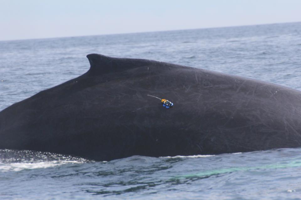 A tag sits on the side of a humpback whale.