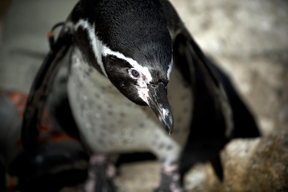 A Humboldt penguin is seen at Santiago's zoo on April 3, 2013. (MARTIN BERNETTI/AFP/Getty Images)