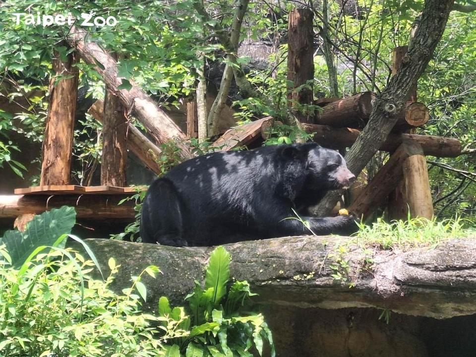 台灣黑熊是台灣極具代表性的原生動物，不過近來保育之路走得相當辛苦。（台北市立動物園提供）