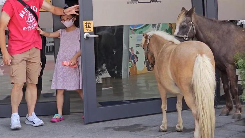 太熱了！迷你馬吹冷氣消暑　猩猩蓋毛巾！網友：像看到我阿嬤