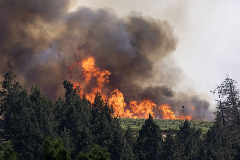 Flames of the Point Fire race through a vineyard west of Geyserville, Calif., on Sunday. Photo by Peter DaSilva/UPI