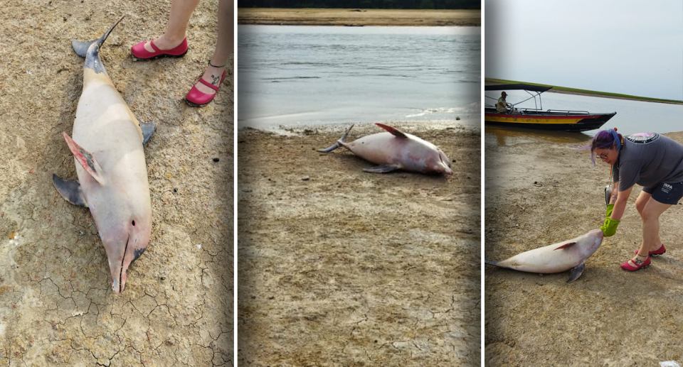 Three images of a dead pink dolphin at Coari.