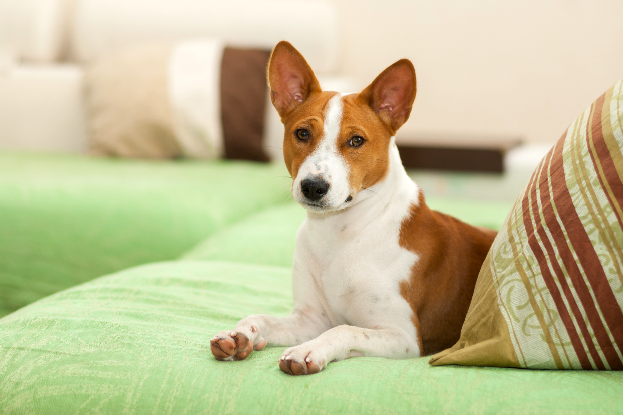 Cute auburn and white Basenji dog sitting on a seafoam green couch next to a auburn and tan lined pillow, looking straight into camera with a blurred background of couch, more pillows, and beige wall