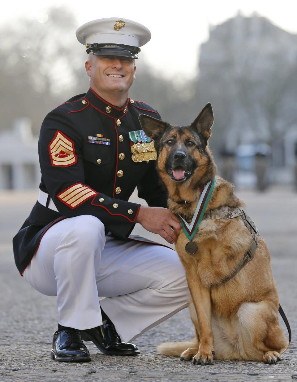 Gunnery sergeant Christopher Willingham, of Tuscaloosa, Alabama, USA, poses with U.S. Marine dog Lucca, after receiving the PDSA Dickin Medal, awarded for animal bravery, equivalent of the Victoria Cross, at Wellington Barracks in London, Tuesday, April 5, 2016. (AP Photo/Frank Augstein)