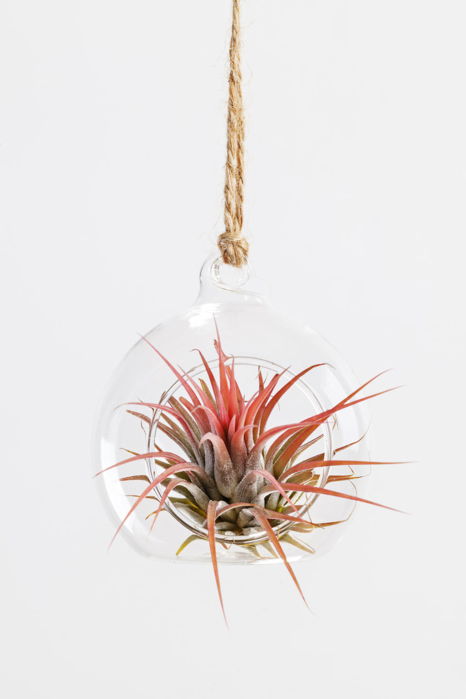 Tillandsia air plant in glass orb