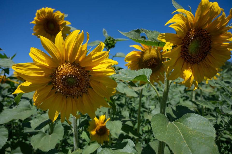 Old Tim Bell Farm in Waterford, Calif., Friday, June 28, 2024.