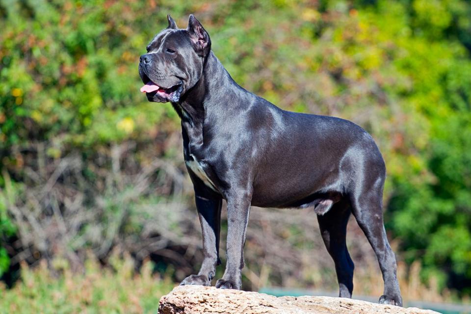 Cane Corso guard dog