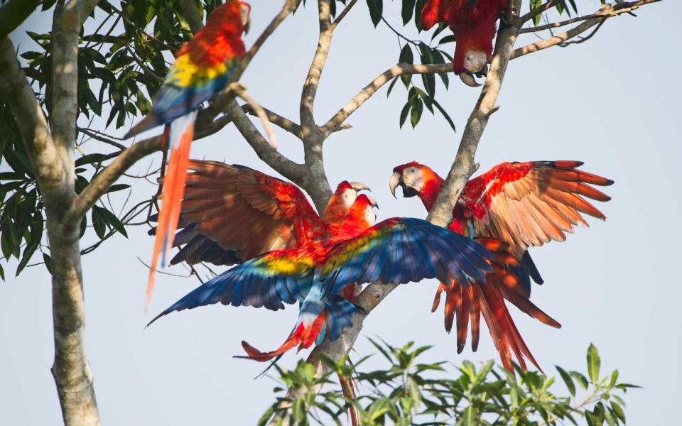 Tambopata, Peru