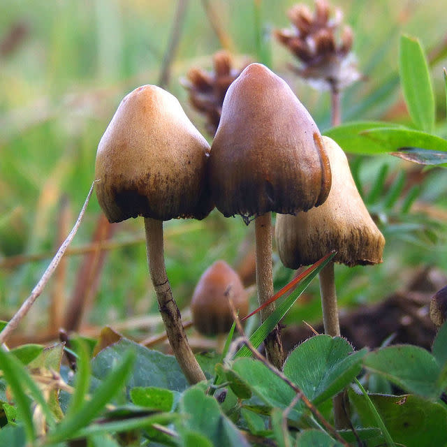 根據南卡羅萊納州醫科大學團隊進行的一項臨床試驗，發現迷幻蘑菇可改善PTSD 。 (photo by wikipedia)
