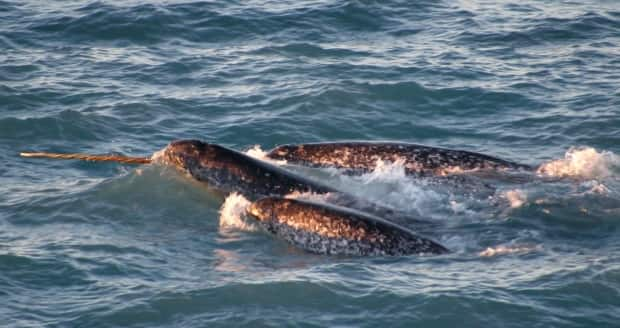 The Canadian Press/AP/Kristin Laidre/NOAA