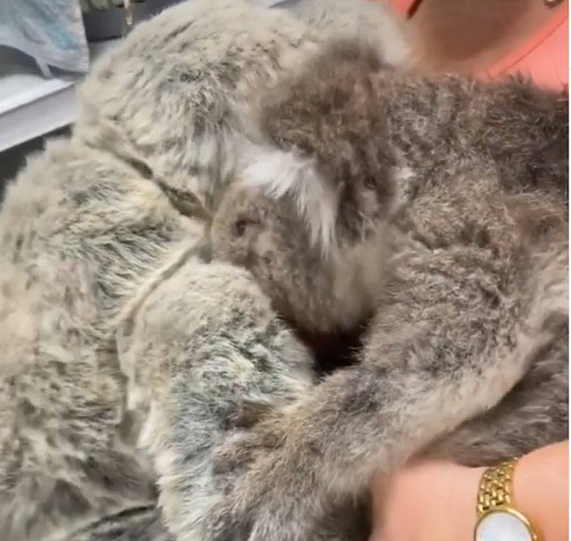 A touching moment after the koala rescued from the bushfire cuddles with a stuffed animal seeking comfort. ― Screenshot via Instagram/Paul Ramos