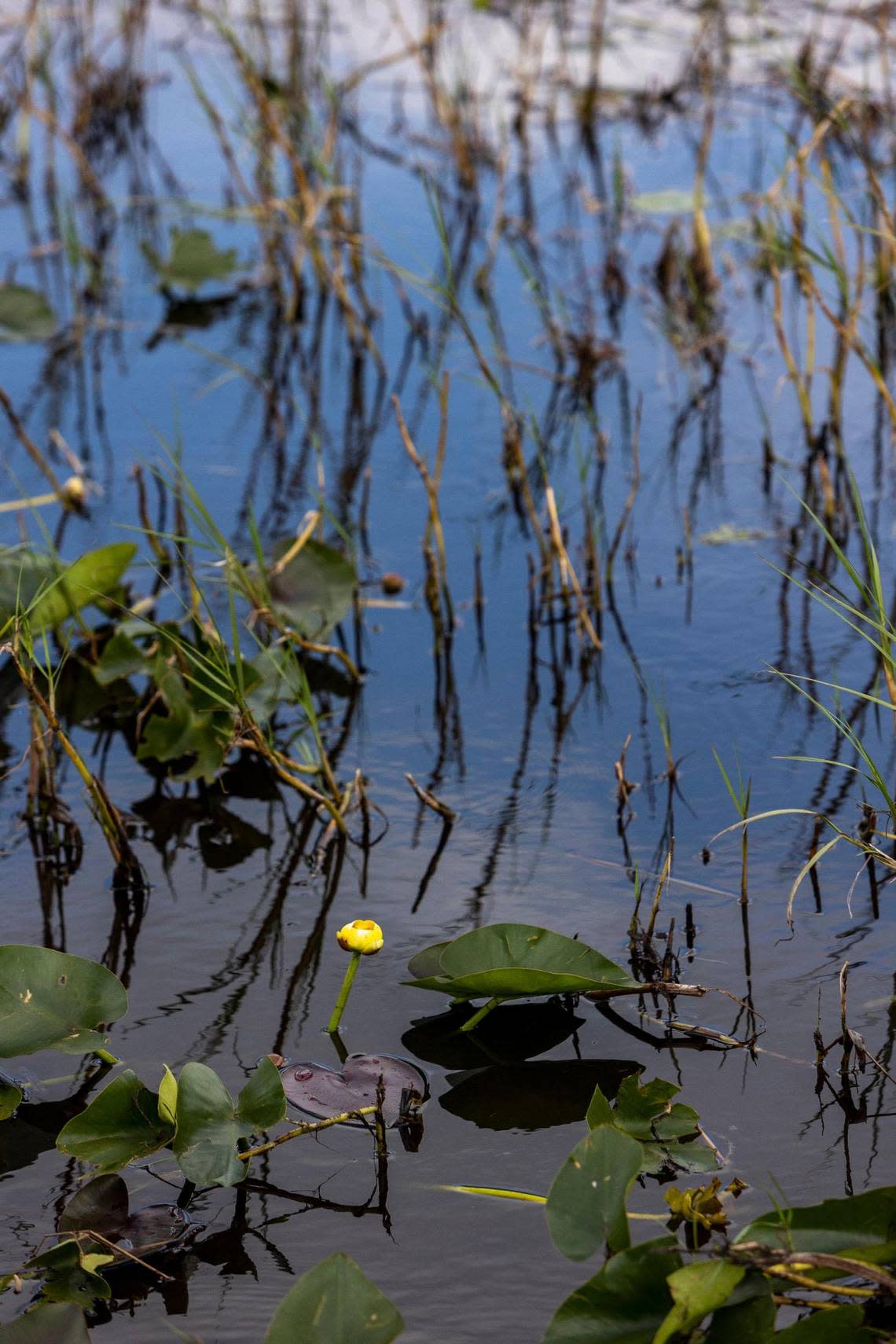 The bloom of a yellow water lily in the Florida Everglades.