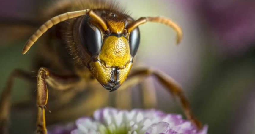 每分鐘可以殺死 40 隻蜜蜂！大虎頭蜂會對蜜蜂造成毀滅性衝擊。（圖／翻攝自CBS News）