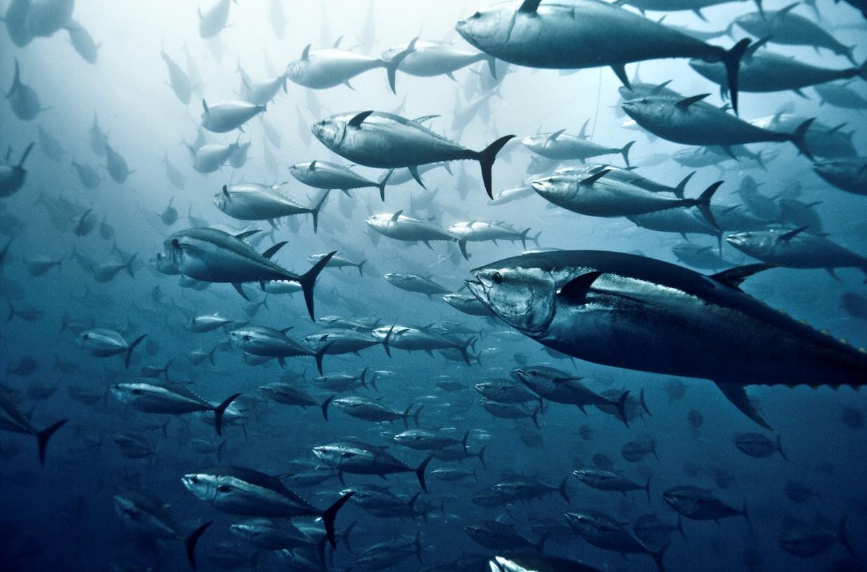 A large group of yellowfin tuna swimming off the coast of Italy. Like all fish, they sleep, but it's not like human sleep. <a href="https://www.gettyimages.com/detail/photo/tuna-school-royalty-free-image/607337981" rel="nofollow noopener" target="_blank" data-ylk="slk:Giordano Cipriani/The Image Bank via Getty Images;elm:context_link;itc:0;sec:content-canvas" class="link ">Giordano Cipriani/The Image Bank via Getty Images</a>