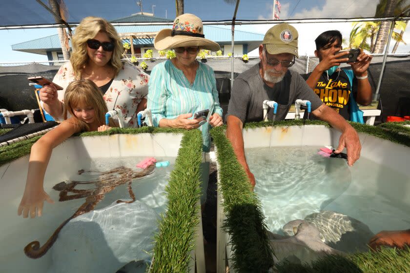 Kona, Hawaii-Sept. 30, 2022-At the Kanaloa Octopus Farm, efforts are being made to breed octopus for human consumption. Paying visitors are allowed to visit the octopus in captivity and put their hands in the tanks to let the octopus approach. Octopus are considered highly intellegent. (Carolyn Cole / Los Angeles Times)