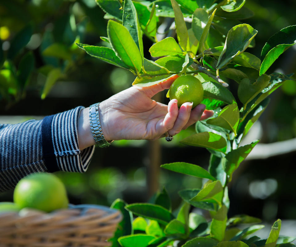 person harvesting limes from a tree