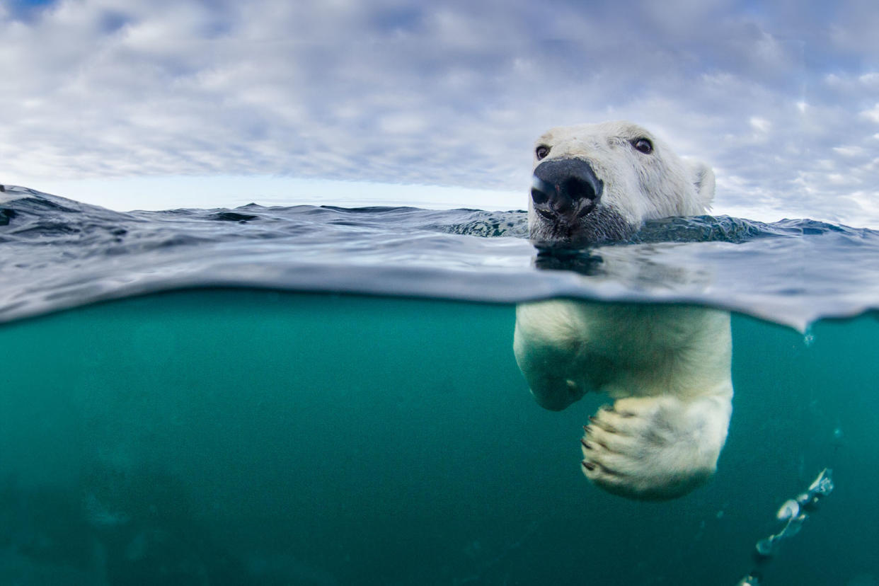 Polar Bear Getty Images/Paul Souders