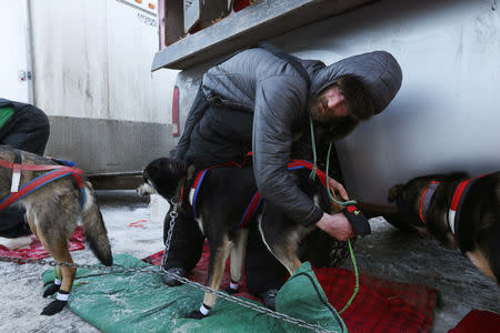 Nicolas Petit checks his dogs before the ceremonial start of the 47th Iditarod Trail Sled Dog Race in Anchorage, Alaska, U.S. March 2, 2019. REUTERS/Kerry Tasker