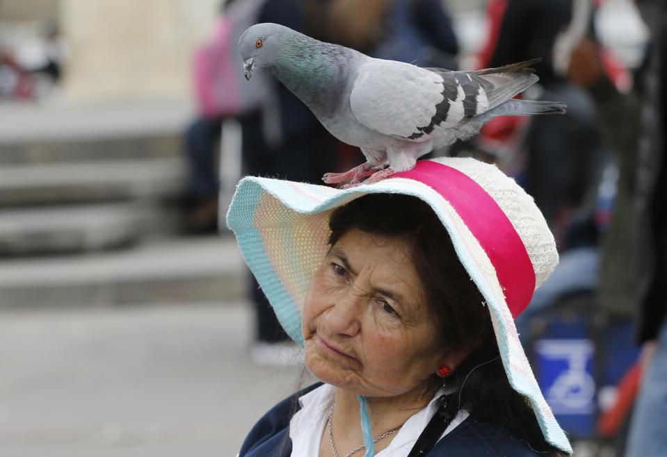 A pigeon sits on Maria Rodriguez who has been selling corn for about 50 years to tourists to feed pigeons at Bolivar Square in Bogota, Colombia, Tuesday, Oct. 2, 2018. Bogota's government is offering vendors stalls in public buildings, so that they can sell snacks to office workers, instead of pigeon feed to tourists, as part of a city campaign to fight pigeon overpopulation. (AP Photo/Fernando Vergara)