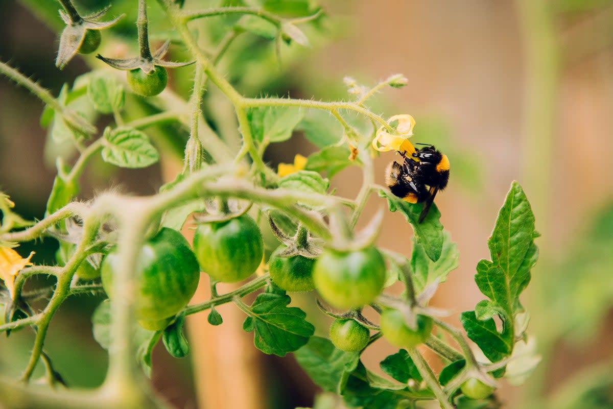 black and yellow bee collecting pollen from tomato plant