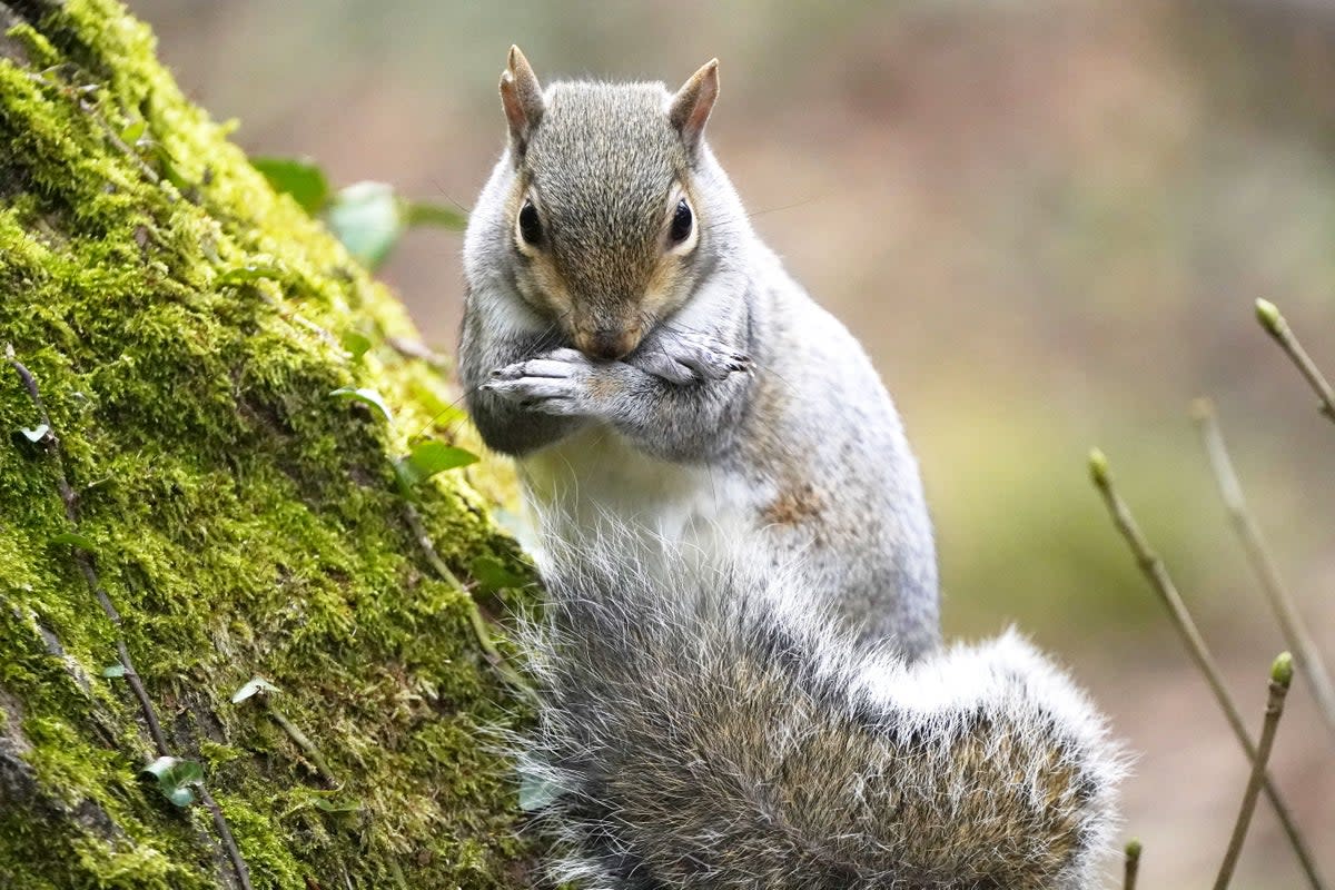 A grey squirrel in Bushy park Dublin (Niall Carson/PA) (PA Archive)