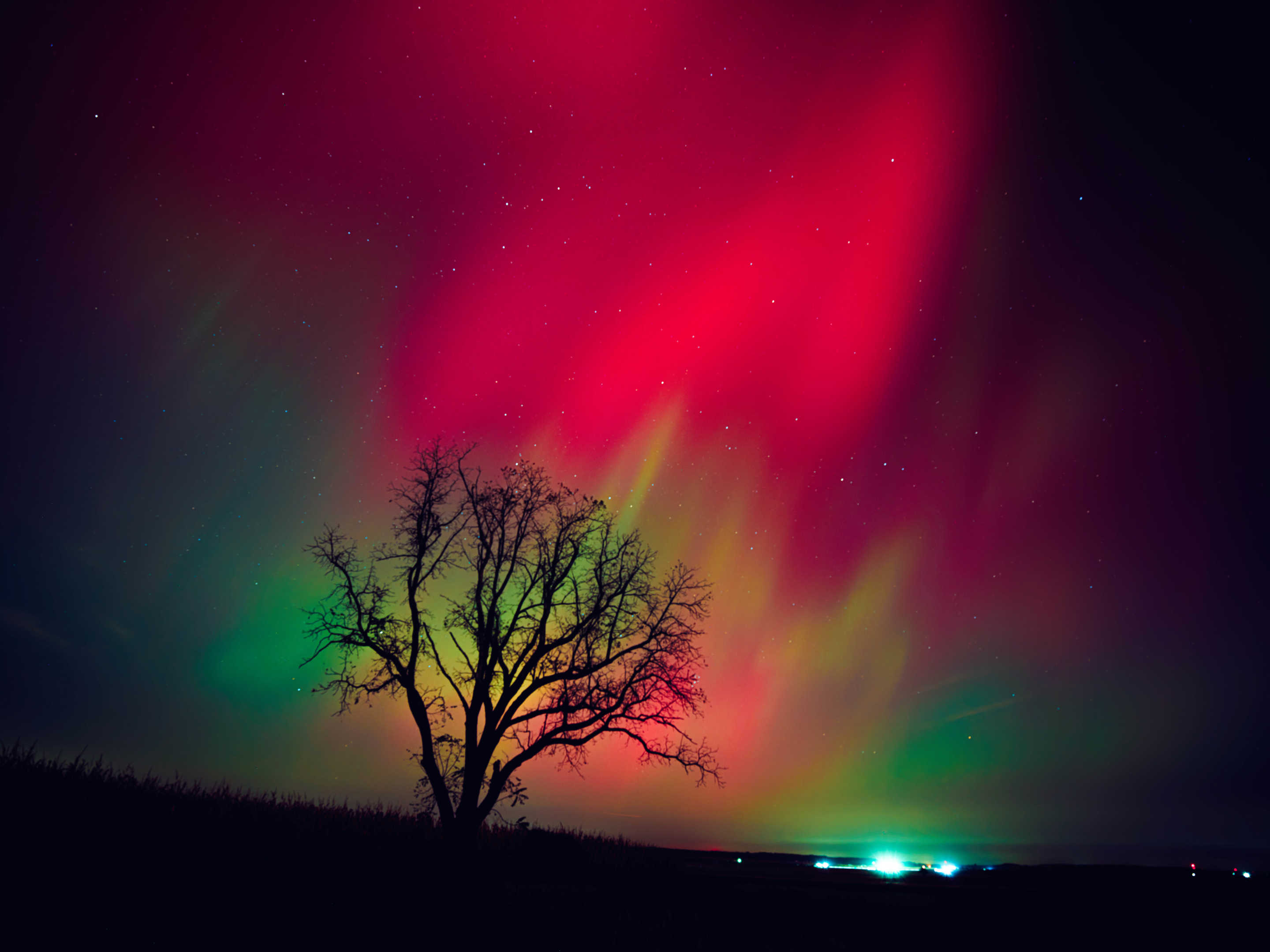 Northern lights against silhouette of tree.