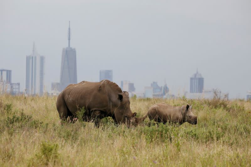 A southern white rhino and her calf are seen inside the Nairobi National Park with the Nairobi skyline in the background, in Kenya